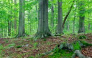 Bayerischer Wald Bayerischer Wald